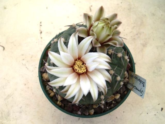 Gymnocalycium_bodenbenderianum_2